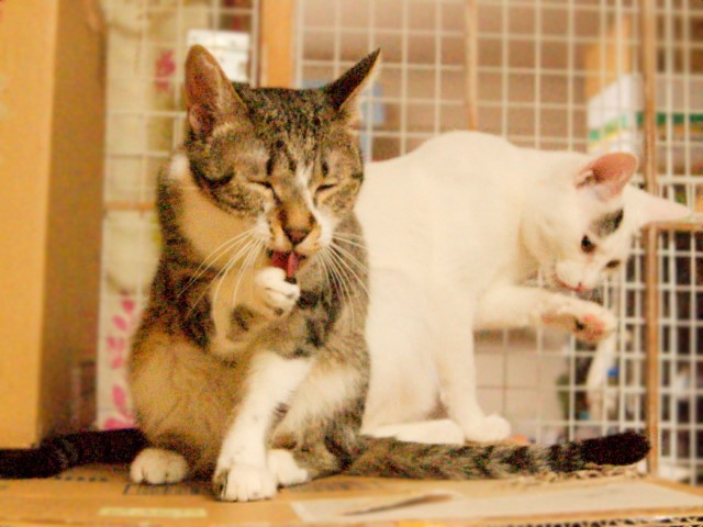 ライフボート中部 子猫の里親募集中